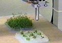 Automated Plant Micro-Propagation